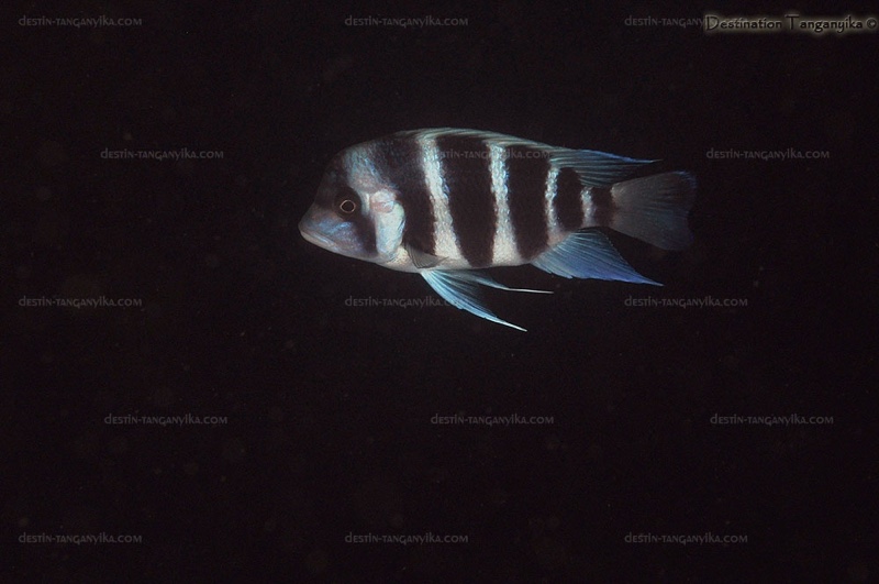 Cyphotilapia gibberosa 'Molwe'